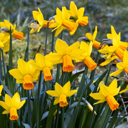 Mini Daffodil Bulbs - Jetfire